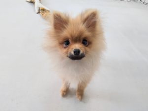 山梨県甲府市の犬の保育園もふ＆ふる　犬のしつけ　ドッグトレーニング