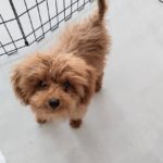 山梨県甲府市の犬の保育園もふ＆ふる　犬のしつけ　ドッグトレーニング