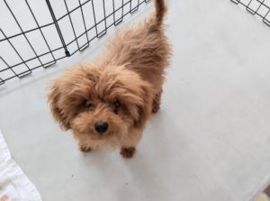 山梨県甲府市の犬の保育園もふ＆ふる　犬のしつけ　ドッグトレーニング