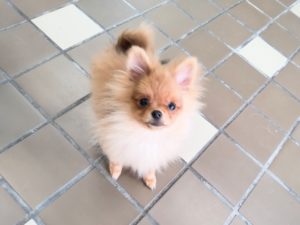 山梨県甲府市の犬の保育園もふ＆ふる　犬のしつけ　ドッグトレーニング