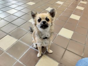 山梨県甲府市の犬の保育園もふ＆ふる　犬のしつけ　ドッグトレーニング