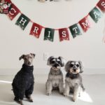 山梨県甲府市の犬の保育園もふ＆ふる　犬のしつけ　ドッグトレーニング