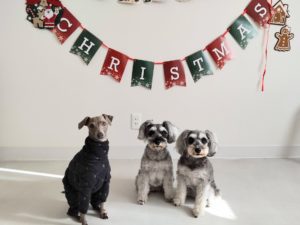 山梨県甲府市の犬の保育園もふ＆ふる　犬のしつけ　ドッグトレーニング