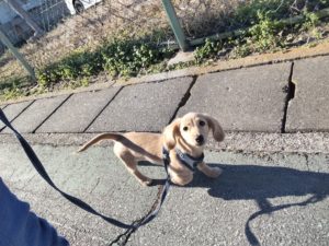 山梨県甲府市の犬の保育園もふ＆ふる　犬のしつけ　ドッグトレーニング