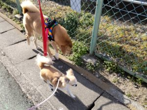 山梨県甲府市の犬の保育園もふ＆ふる　犬のしつけ　ドッグトレーニング