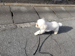 山梨県甲府市の犬の保育園もふ＆ふる　犬のしつけ　ドッグトレーニング