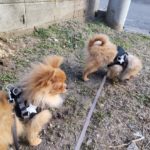 山梨県甲府市の犬の保育園もふ＆ふる　犬のしつけ　ドッグトレーニング
