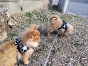 山梨県甲府市の犬の保育園もふ＆ふる　犬のしつけ　ドッグトレーニング