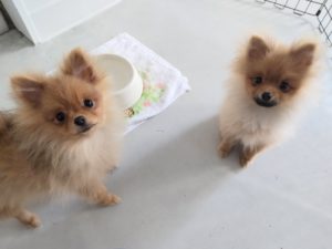 山梨県甲府市の犬の保育園もふ＆ふる　犬のしつけ　ドッグトレーニング