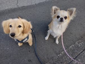 山梨県甲府市の犬の保育園もふ＆ふる　犬のしつけ　ドッグトレーニング