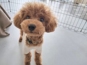 山梨県甲府市の犬の保育園もふ＆ふる　犬のしつけ　ドッグトレーニング