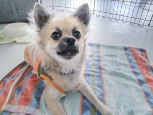 山梨県甲府市の犬の保育園もふ＆ふる　犬のしつけ　ドッグトレーニング