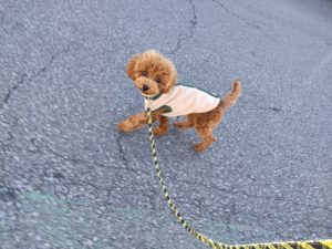 山梨県甲府市の犬の保育園もふ＆ふる　犬のしつけ　ドッグトレーニング