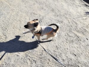 山梨県甲府市の犬の保育園もふ＆ふる　犬のしつけ　ドッグトレーニング