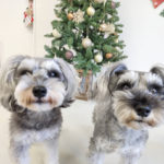 山梨県甲府市の犬の保育園もふ＆ふる　犬のしつけ　ドッグトレーニング