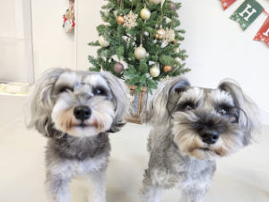 山梨県甲府市の犬の保育園もふ＆ふる　犬のしつけ　ドッグトレーニング