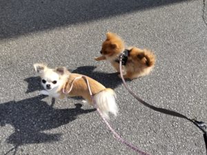 山梨県甲府市の犬の保育園もふ＆ふる　犬のしつけ　ドッグトレーニング