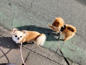 山梨県甲府市の犬の保育園もふ＆ふる　犬のしつけ　ドッグトレーニング