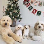 山梨県甲府市の犬の保育園もふ＆ふる　犬のしつけ　ドッグトレーニング