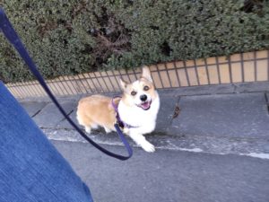 山梨県甲府市の犬の保育園もふ＆ふる　犬のしつけ　ドッグトレーニング