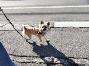 山梨県甲府市の犬の保育園もふ＆ふる　犬のしつけ　ドッグトレーニング