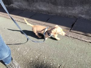 山梨県甲府市の犬の保育園もふ＆ふる　犬のしつけ　ドッグトレーニング