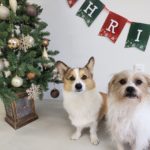 山梨県甲府市の犬の保育園もふ＆ふる　犬のしつけ　ドッグトレーニング