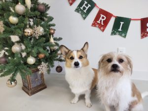 山梨県甲府市の犬の保育園もふ＆ふる　犬のしつけ　ドッグトレーニング