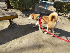 山梨県甲府市の犬の保育園もふ＆ふる　犬のしつけ　ドッグトレーニング