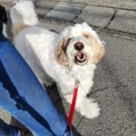 山梨県甲府市の犬の保育園もふ＆ふる　犬のしつけ　ドッグトレーニング