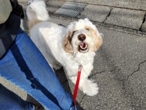 山梨県甲府市の犬の保育園もふ＆ふる　犬のしつけ　ドッグトレーニング