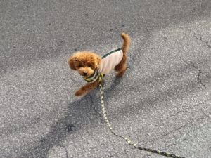 山梨県甲府市の犬の保育園もふ＆ふる　犬のしつけ　ドッグトレーニング