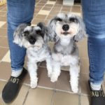 山梨県甲府市の犬の保育園もふ＆ふる　犬のしつけ　ドッグトレーニング