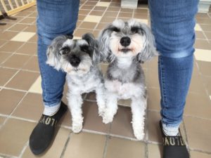 山梨県甲府市の犬の保育園もふ＆ふる　犬のしつけ　ドッグトレーニング