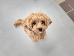 山梨県甲府市の犬の保育園もふ＆ふる　犬のしつけ　ドッグトレーニング