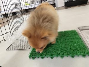 山梨県甲府市の犬の保育園もふ＆ふる　犬のしつけ　ドッグトレーニング