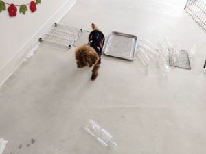 山梨県甲府市の犬の保育園もふ＆ふる　犬のしつけ　ドッグトレーニング