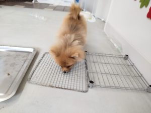 山梨県甲府市の犬の保育園もふ＆ふる　犬のしつけ　ドッグトレーニング