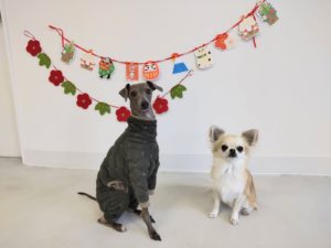 山梨県甲府市の犬の保育園もふ&ふる 犬のしつけ ドッグトレーニング