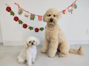 山梨県甲府市の犬の保育園もふ&ふる 犬のしつけ ドッグトレーニング