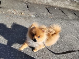 山梨県甲府市の犬の保育園もふ＆ふる　犬のしつけ　ドッグトレーニング