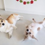 山梨県甲府市の犬の保育園もふ＆ふる　犬のしつけ　ドッグトレーニング