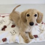 山梨県甲府市の犬の保育園もふ＆ふる　犬のしつけ　ドッグトレーニング