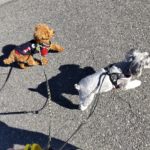 山梨県甲府市の犬の保育園もふ＆ふる　犬のしつけ　ドッグトレーニング