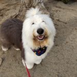 山梨県甲府市の犬の保育園もふ＆ふる　犬のしつけ　ドッグトレーニング