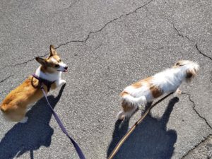 山梨県甲府市の犬の保育園もふ＆ふる　犬のしつけ　ドッグトレーニング
