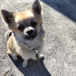 山梨県甲府市の犬の保育園もふ＆ふる　犬のしつけ　ドッグトレーニング