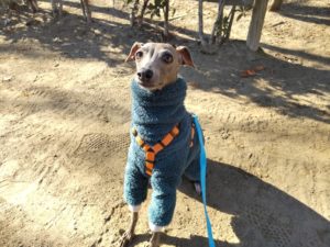 山梨県甲府市の犬の保育園もふ＆ふる　犬のしつけ　ドッグトレーニング