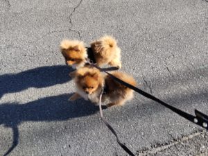 山梨県甲府市の犬の保育園もふ＆ふる　犬のしつけ　ドッグトレーニング