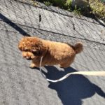 山梨県甲府市の犬の保育園もふ＆ふる　犬のしつけ　ドッグトレーニング